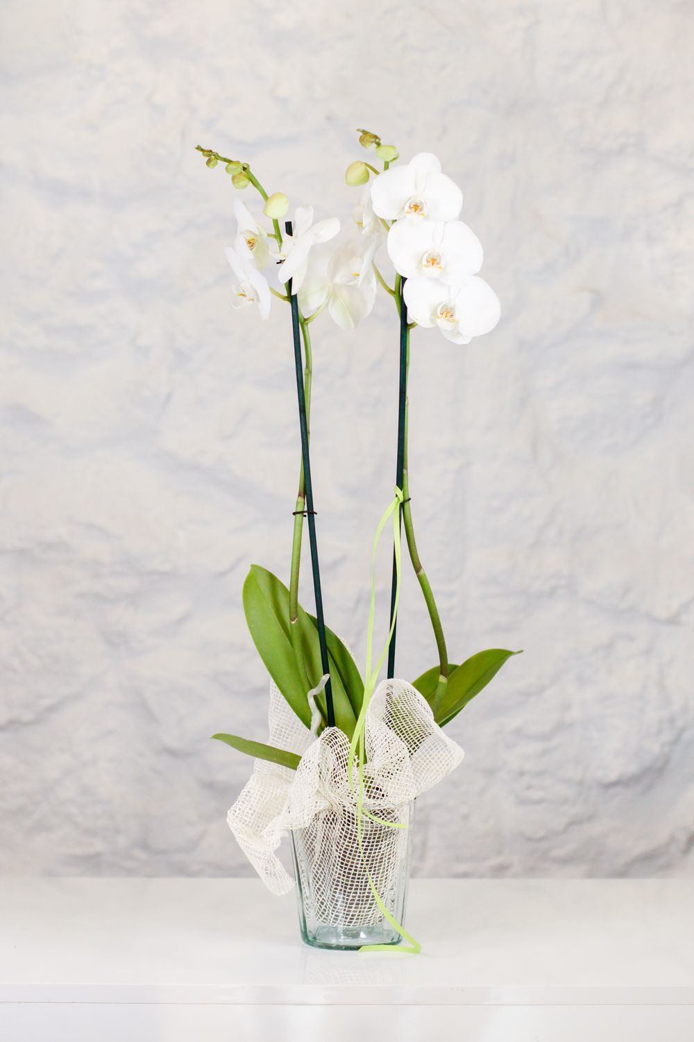 Hay una necesidad de motor Jardines Orquídea Phalaenopsis blanca (2 baras) | Art dHorta